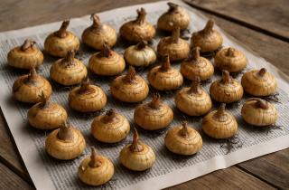 Неправильная просушка луковиц приводит к гибели растений зимой