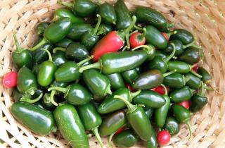 Перец халапеньо прорастает в квартире за 14 дней — агрономы