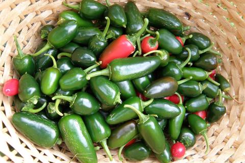 Перец халапеньо прорастает в квартире за 14 дней — агрономы