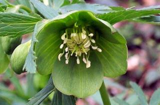 Хеллеборус сформировал бутоны в холода — Futura