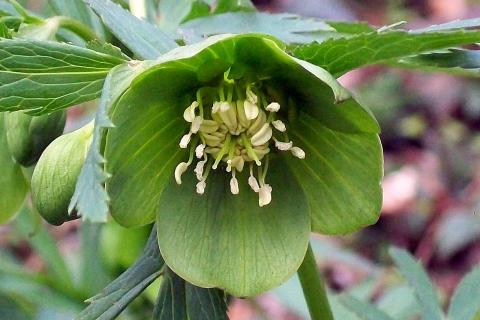 Хеллеборус сформировал бутоны в холода — Futura