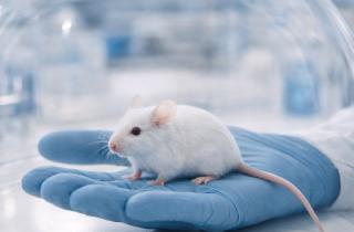 Учёные научили мышей говорить по-человечески — и узнали о себе много нового