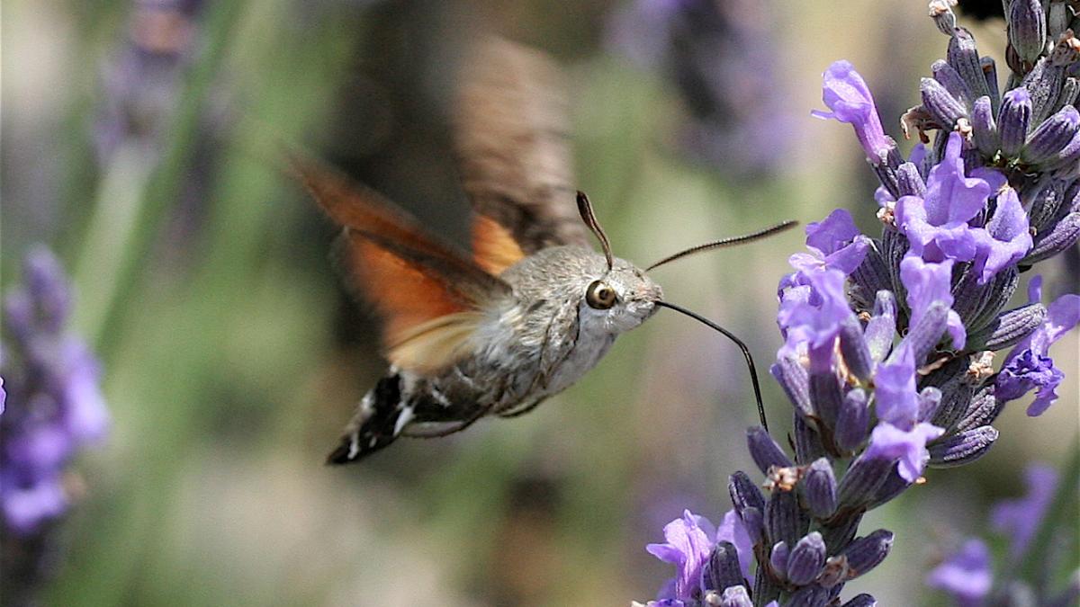 IC Macroglossum stellatarum1 IC Macroglossum stellatarum1