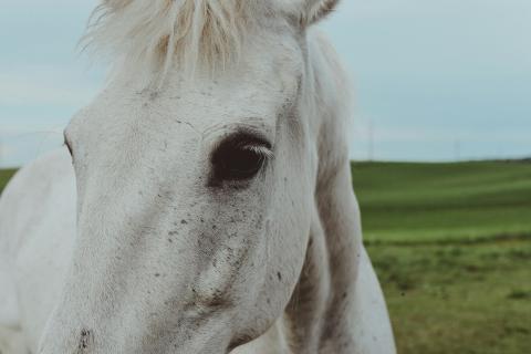 Государство увеличило поддержку содержания лошадей в Коми — Комиинформ