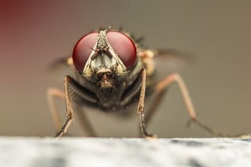 Муха-качок Шварценеггер, муха-нефтеманка и другие интересные факты о назойливых насекомых