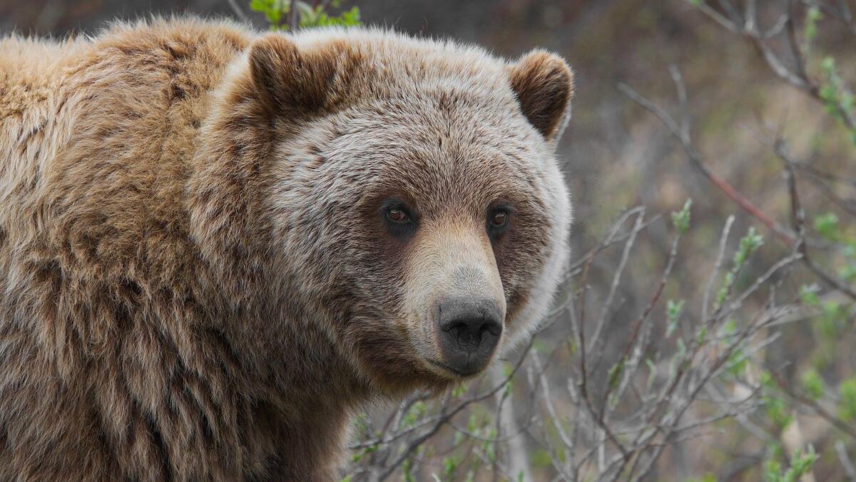 Медведь Медведь