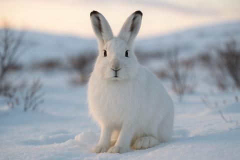 Дикие животные Камчатки адаптировались к суровой зиме — КамИнформ