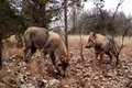 В Чернобыльском заповеднике восстановлена фауна В Чернобыльском заповеднике восстановлена фауна