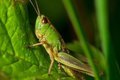 Растения могут слышать насекомых Растения могут слышать насекомых