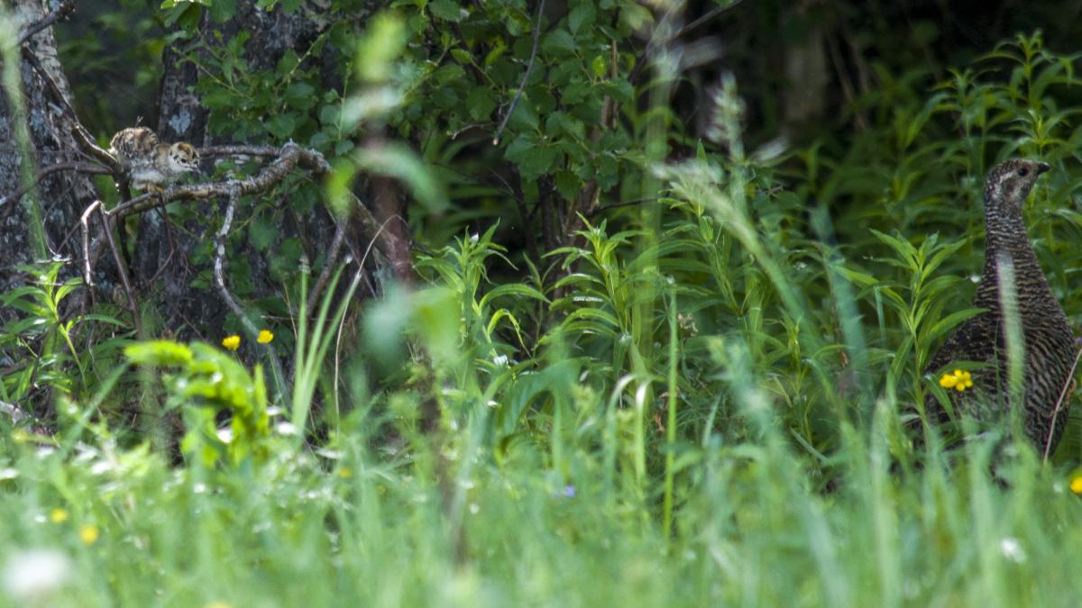 Тетерев. Самка и цыпленок