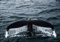 Почему киты такие большие Почему киты такие большие