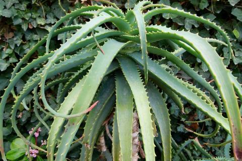 Алоэ не поливают сразу после пересадки — цветоводы