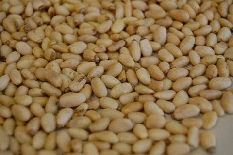 Подойдут вместо десерта: эффект кедровых орехов удивляет