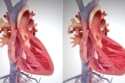 Почему сердце не отдыхает ни секунды: объяснение, которое удивит детей и взрослых Почему сердце не отдыхает ни секунды: объяснение, которое удивит детей и взрослых