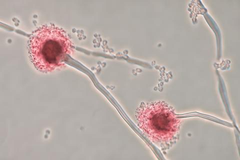 Учёные СПбГУ создали программу Antimicro для диагностики инфекций