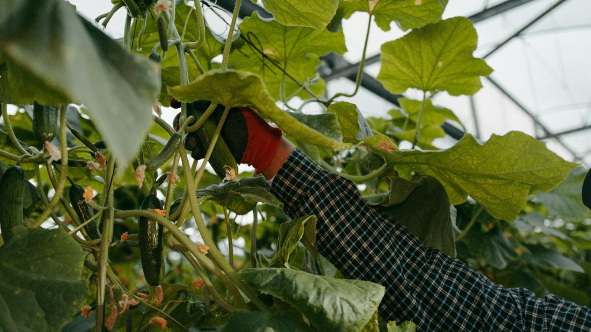 Теплица с огурцами