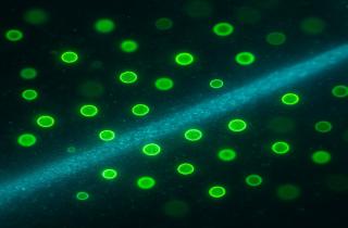 Не совсем живые, зато живут и в теле человека, и на Марсе: как наноны заставляют переосмыслить понятие жизни