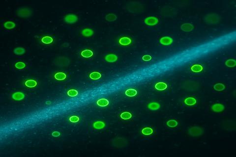 Не совсем живые, зато живут и в теле человека, и на Марсе: как наноны заставляют переосмыслить понятие жизни