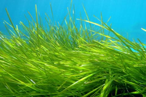 В Карелии добыли более 1600 тонн водорослей в 2025 году — Минсельхоз региона