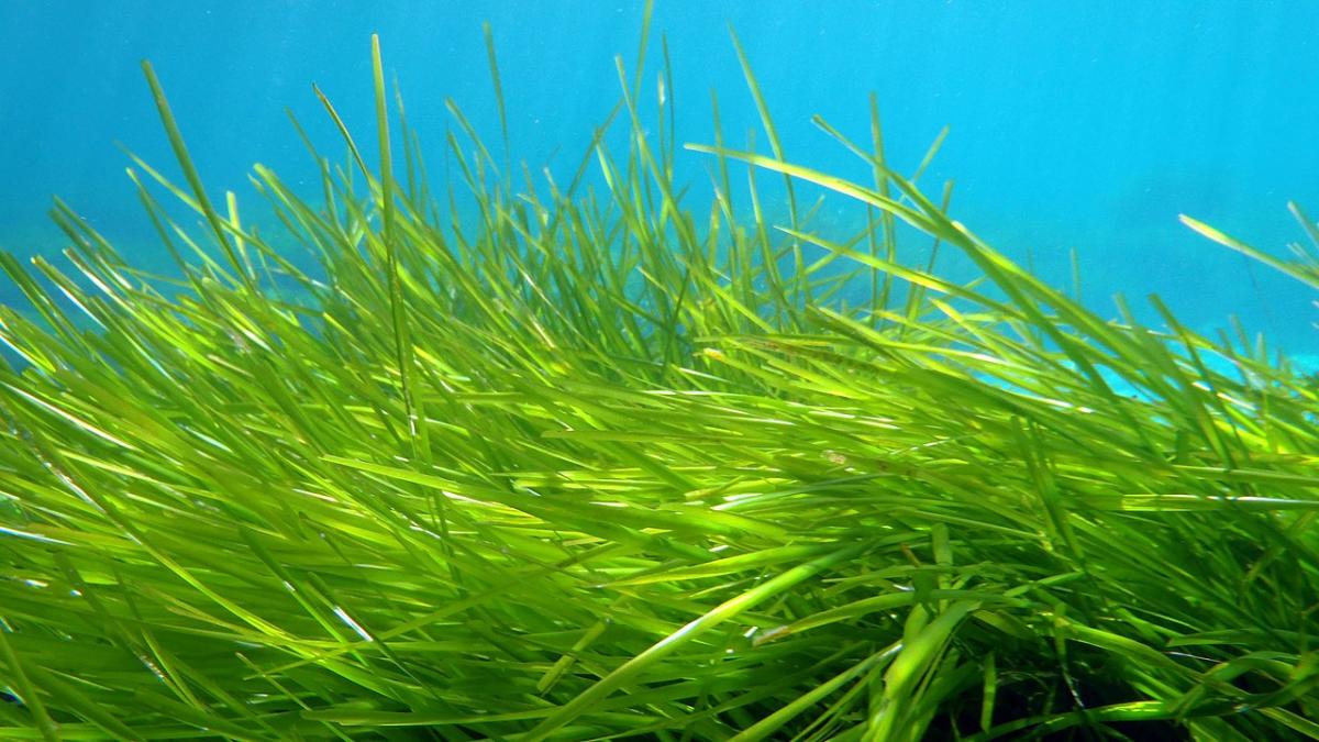 Posidonia oceanica, морские водоросли: