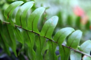 Нефролепис снижает влажность в ванной и тормозит рост плесени