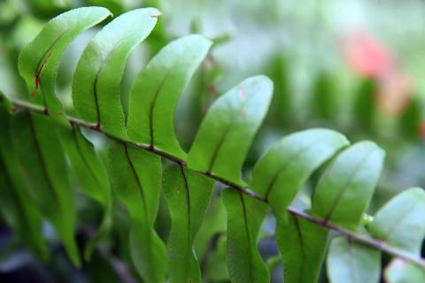 Нефролепис снижает влажность в ванной и тормозит рост плесени