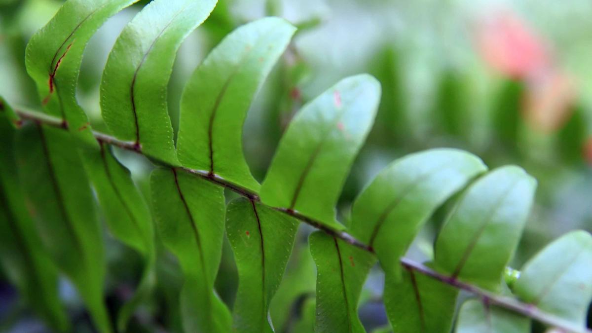 нефролепис возвышенный