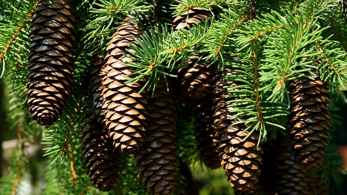 Сосновые шишки