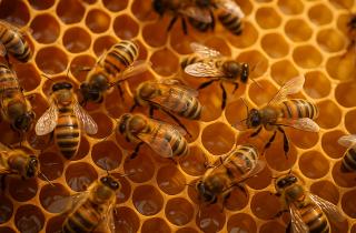 В Австралии зарегистрирован новый вид диких пчел — энтомолог Прендергаст