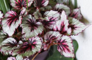 Они не просят света и не мстят за нехватку воды: идеальные комнантные растения для самых ленивых