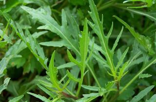 Микрозелень можно выращивать на подоконнике за 7–14 дней — диетолог Соломатина