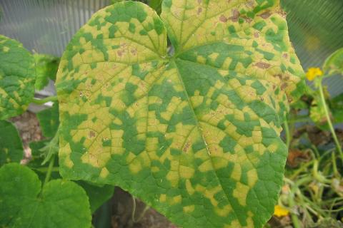 Листья огурцов