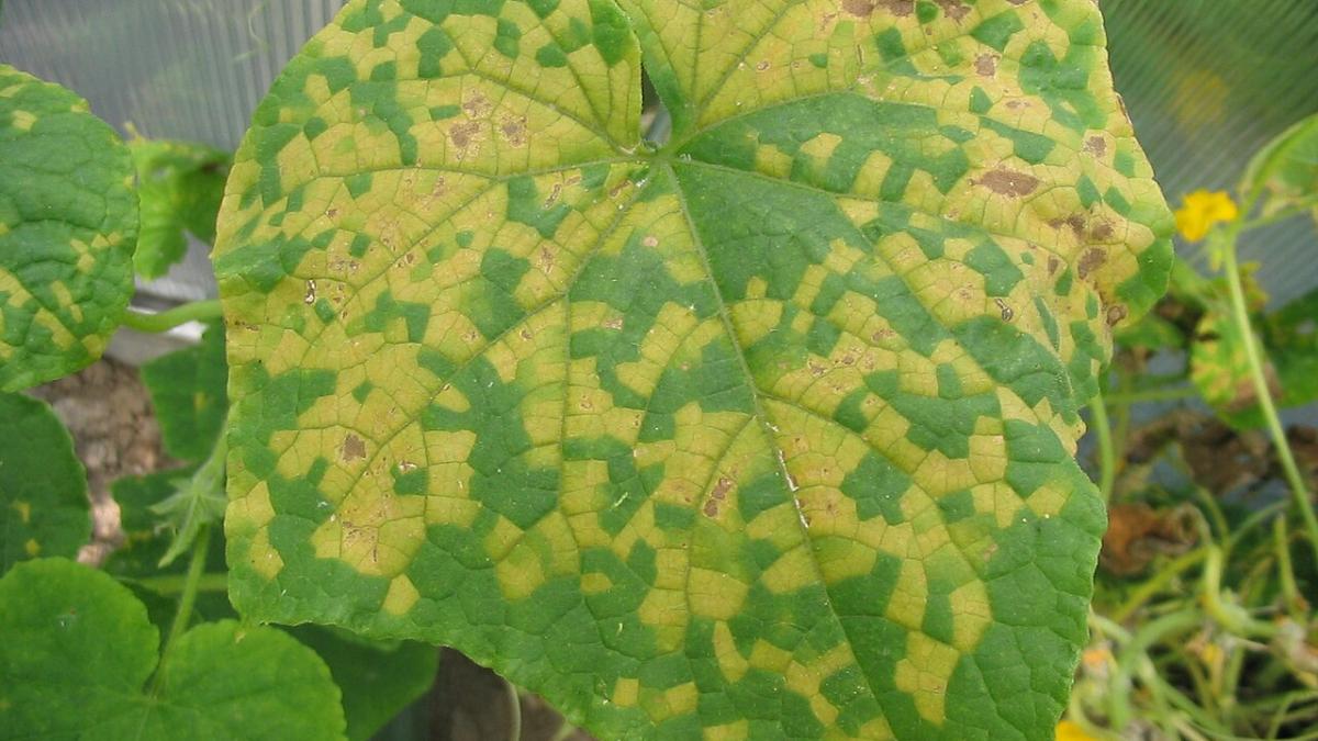 Листья огурцов