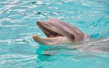 Биологи обнаружили у дельфинов способность к социальному обучению