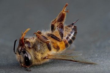Как остановить вымирание насекомых