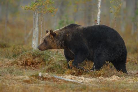 На улицах Петропавловска зафиксировали пять обращений о выходе медведей за 24 часа