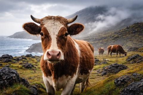 Спасатели эвакуировали 250 коров совхоза в Пряжинском районе