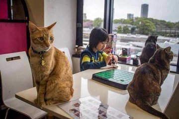 Японские кафе с животными: гуманно или нет?