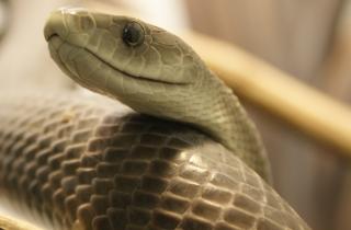 Антитела после мРНК-инъекции нейтрализовали токсины яда