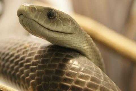 Антитела после мРНК-инъекции нейтрализовали токсины яда