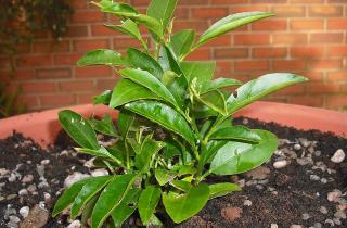 Косточки мандарина выбирают из тонкокорых сортов — Огород на подоконнике