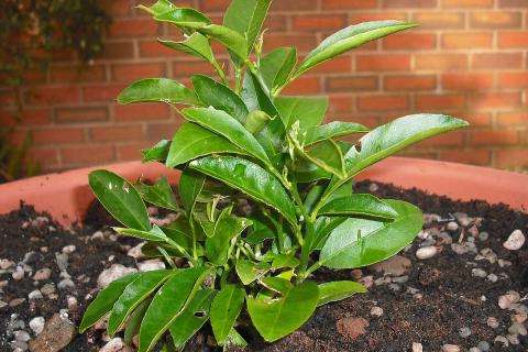 Косточки мандарина выбирают из тонкокорых сортов — Огород на подоконнике