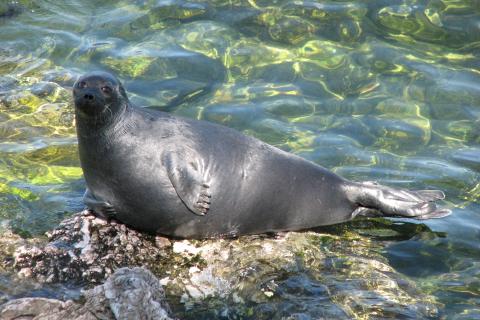 Зоологи исследовали причины гибели 15 байкальских нерп