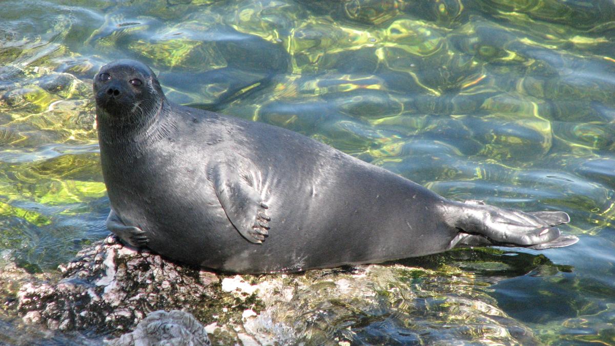 Байкальская нерпа