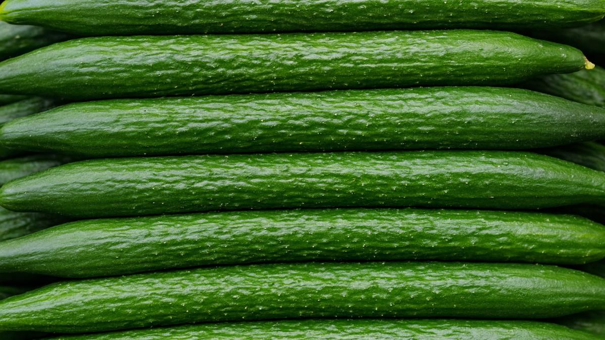 Свежие огурцы крупным планом