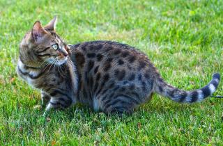 Новая Зеландия заявила о планах ликвидации диких кошек к 2050