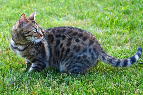 Новая Зеландия заявила о планах ликвидации диких кошек к 2050