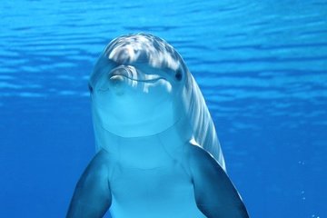 В США обнаружили останки дельфина возрастом 20 млн лет
