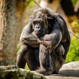 Зоологи: седина у шимпанзе не является признаком старости