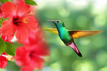 У колибри обнаружили скрытый от других птиц 